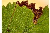 Stigmella lemniscella