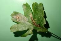 Stigmella perpygmaeella