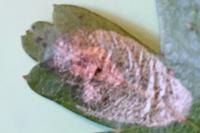 Phyllonorycter corylifoliella