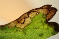 Stigmella regiella