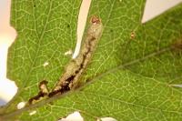 Stigmella perpygmaeella