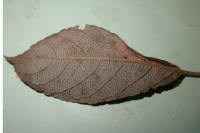Phyllonorycter