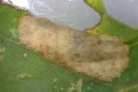 Phyllonorycter quercifoliella