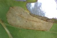 Phyllonorycter quercifoliella