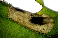 Phyllonorycter quercifoliella