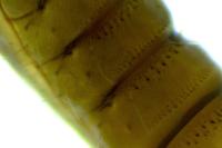 Phyllonorycter quercifoliella