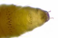 Phyllonorycter quercifoliella