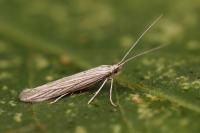 Coleophora serpylletorum