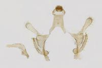 Coleophora serpylletorum