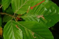 Phyllonorycter maestingella