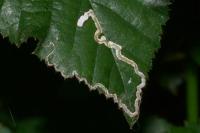 Stigmella aurella