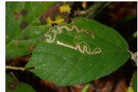 Stigmella aurella