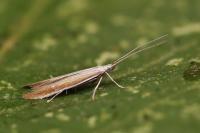 Coleophora acrisella