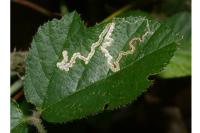 Stigmella splendidissimella