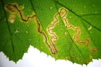 Stigmella splendidissimella