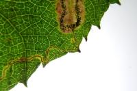 Stigmella splendidissimella