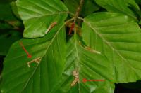 Stigmella tityrella