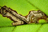 Stigmella tityrella