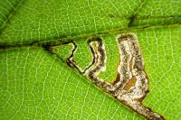 Stigmella tityrella