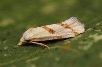 Aethes flagellana