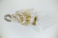 Aethes flagellana