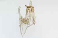 Megacraspedus lanceolellus