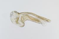 Megacraspedus lanceolellus
