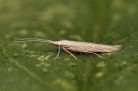 Coleophora galbulipennella