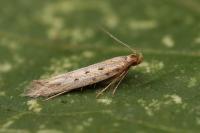 Pyncostola bohemiella