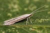 Coleophora dianthivora