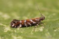 Aristotelia ericinella