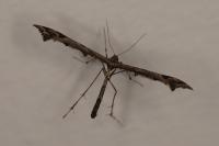 Amblyptilia acanthadactyla