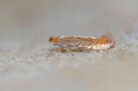Phyllonorycter messaniella