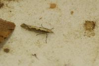 Plutella xylostella