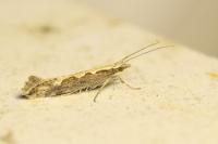 Plutella xylostella