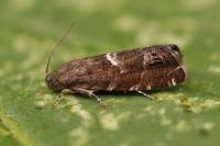Cydia coniferana