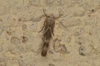 Palumbina guerinii