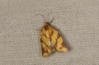 Clepsis pallidana