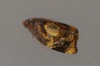 Ditula angustiorana