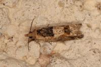 Crocidosema plebejana