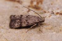 Symmoca orphnella
