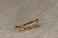 Bucculatrix chrysanthemella