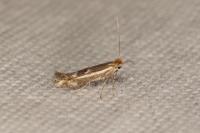 Bucculatrix chrysanthemella
