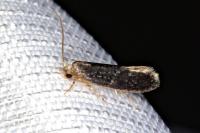 Monopis weaverella