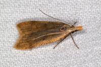 Dichomeris derasella