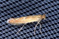 Phyllonorycter messaniella