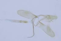 Monopis weaverella