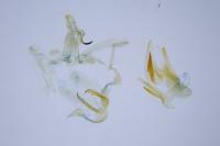 Dichomeris derasella