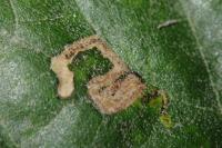 Stigmella tiliae