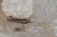 Plutella xylostella